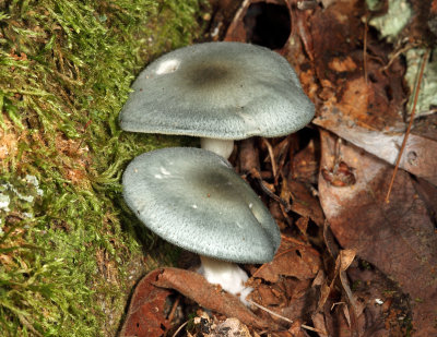 Clitocybe odora