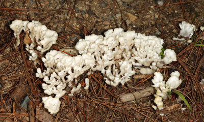 Jellied False Coral Fungus - Sebacina schweinitzii 
