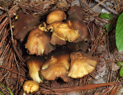 Hypholoma fasciculare