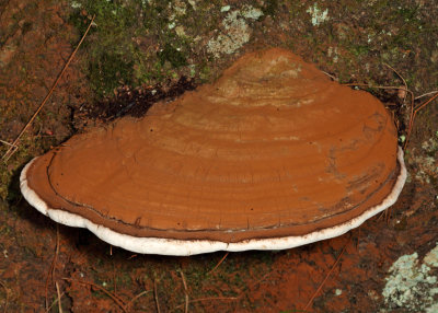 Ganoderma applanatum (Artist's Conk)