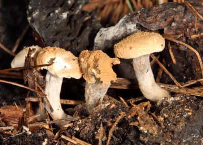 Asterophora lycoperdoides (Powder Cap)