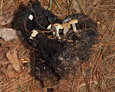 Asterophora lycoperdoides (Powder Cap)