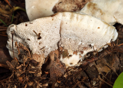 Grey Tooth - Phellodon melaleucus