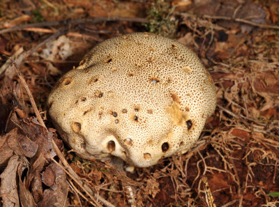 Scleroderma areolatum