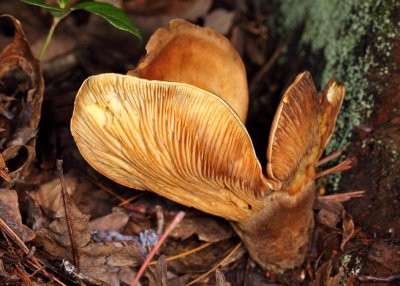 Tapinella atrotomentosa (velvet roll-rim)