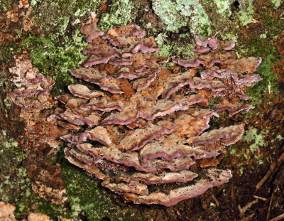 Trichaptum biforme (Purple-toothed Polypore)