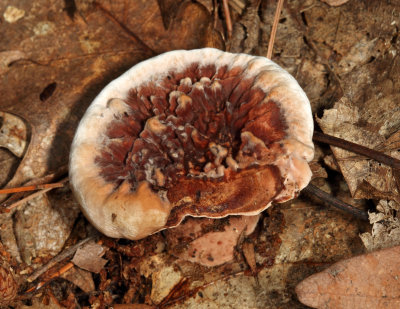 Hydnellum scrobiculatum (Ridged Tooth)