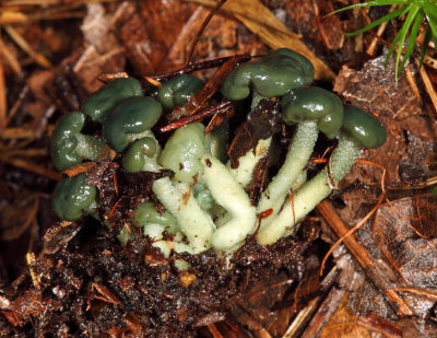 Leotia atrovirens (Green Jelly Babies)