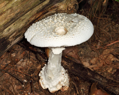 Amanita cokeri