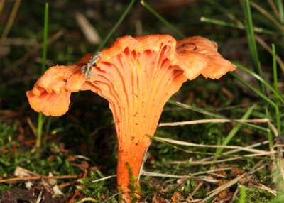 Cantharellus cinnabarinus