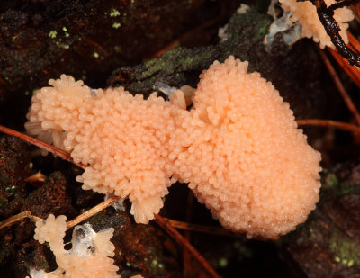 Tubifera ferruginosa (Raspberry Slime Mold)