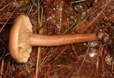 Lactarius camphoratus (Curry-scented Milkcap)