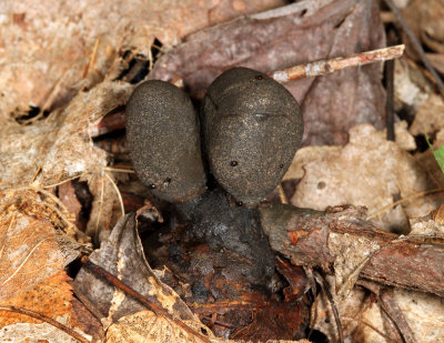 Xylaria polymorpha (Dead Mans Fingers)