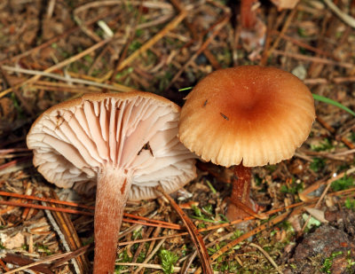 Laccaria laccata