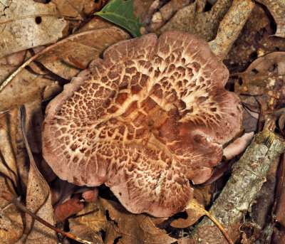 Shingled Hedgehog - Sarcodon imbricatus