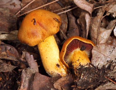 Cortinarius semisanguineus