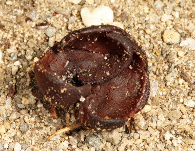 Peziza varia (Common Brown Cup)