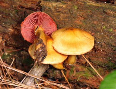 Cortinarius semisanguineus