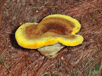 Phaeolus schweinitzii