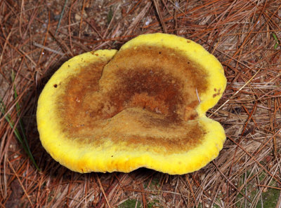 Phaeolus schweinitzii