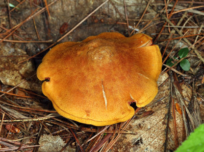 Cortinarius semisanguineus