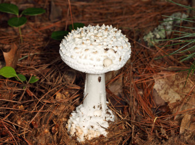 Amanita cokeri