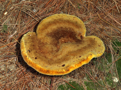 Phaeolus schweinitzii