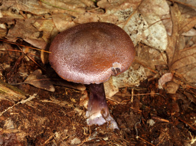 Cortinarius violaceus