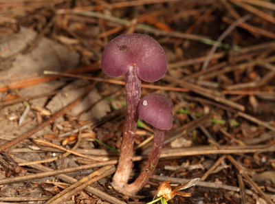 Laccaria amethystina