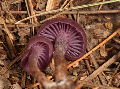 Laccaria amethystina