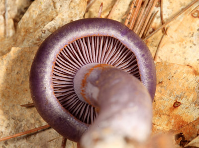 Cortinarius iodes