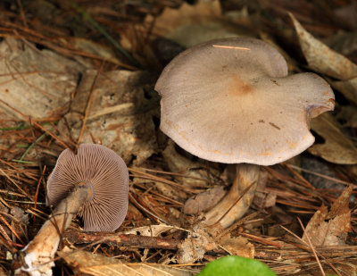 Cortinarius alboviolaceus