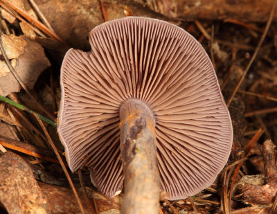 Cortinarius alboviolaceus