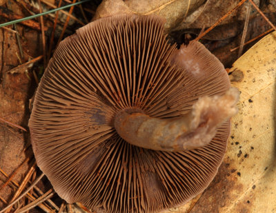 Cortinarius alboviolaceus