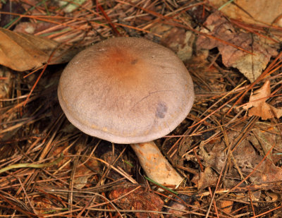 Cortinarius alboviolaceus