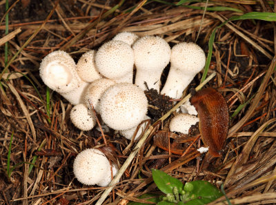  Common Puffball - Lycoperdon perlatum 