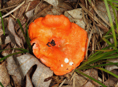 Cantharellus cinnabarinus