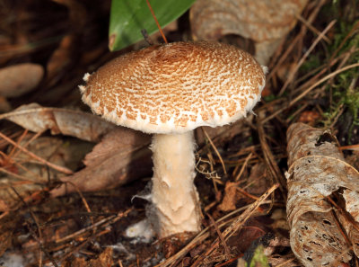 Lepiota cortinarius