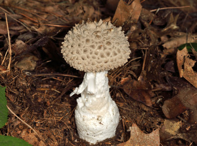 Amanita cokeri