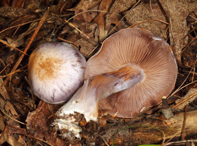 Cortinarius alboviolaceus