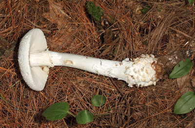 Amanita cokeri