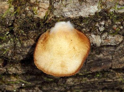 Crepidotus applanatus