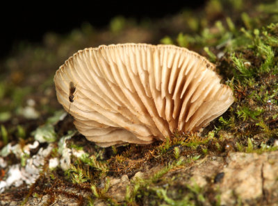 Crepidotus applanatus