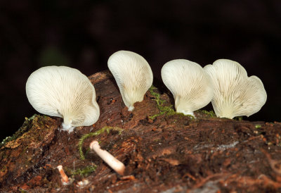 Crepidotus applanatus