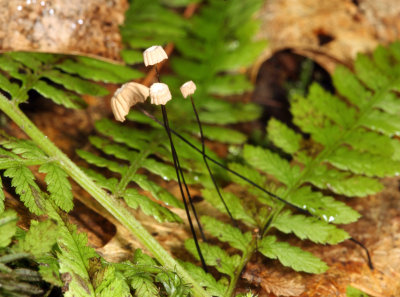 Marasmius capillaris (Oak Leaf Marasmius)