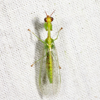 Green Mantisfly - Zeugomantispa minuta