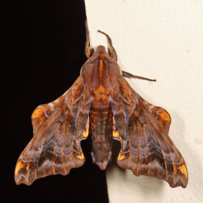 7825 - Small-eyed Sphinx - Paonias myops