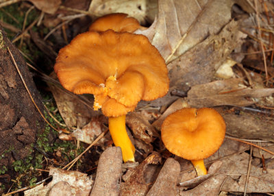 Craterellus ignicolor