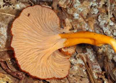 Craterellus ignicolor