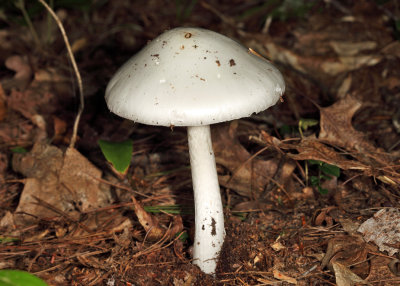 Amanita bisporigera (Destroying Angel)